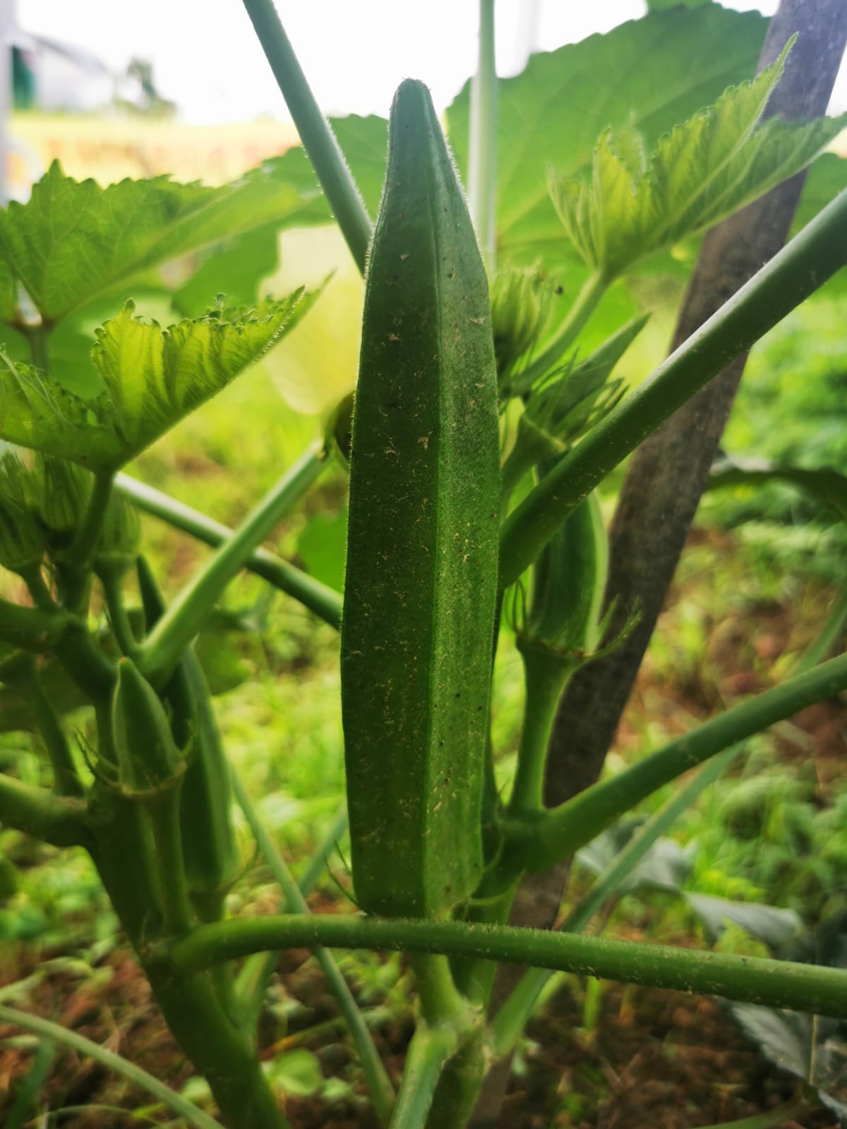 Okra Exploding Spaceseeds